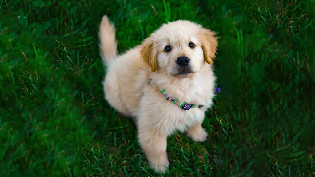 Why Is My Puppy Biting Me? Why Is My Puppy Biting Me?